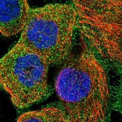 Frizzled-6 Antibody, Novus Biologicals 0.1mL; Unlabeled:Antibodies, Polyclonal